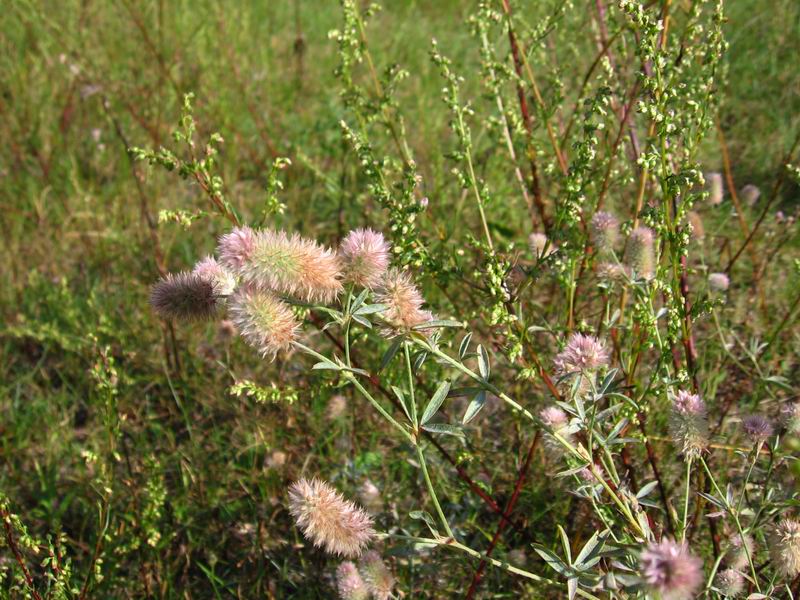 Image of Trifolium arvense specimen.