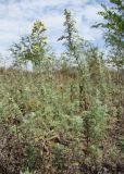 Artemisia pontica