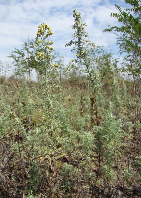 Изображение особи Artemisia pontica.