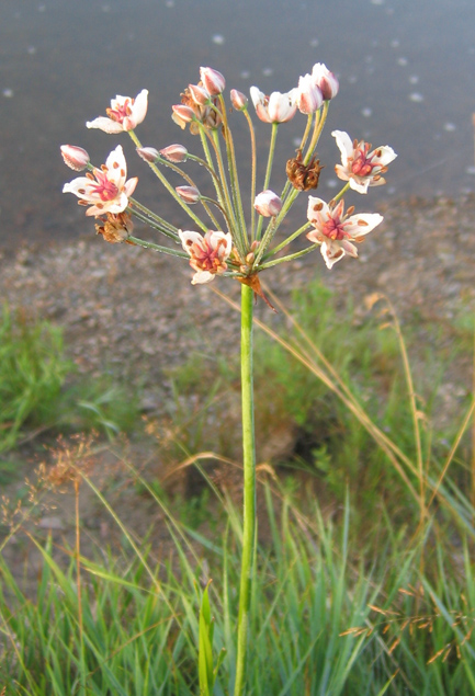 Изображение особи Butomus umbellatus.