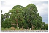 Eucalyptus viminalis. Взрослые деревья. Республика Абхазия, г. Сухум. 18.08.2009.