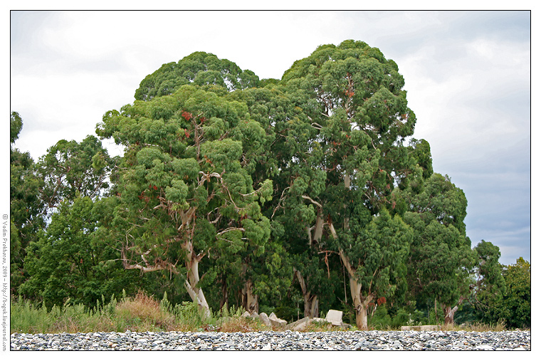 Image of Eucalyptus viminalis specimen.