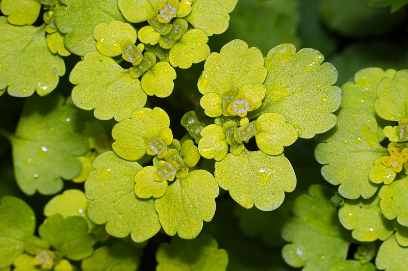 Image of Chrysosplenium alternifolium specimen.
