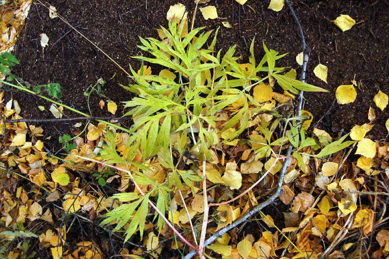 Image of Paeonia anomala specimen.