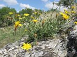 Смотреть изображение Crepis rhoeadifolia