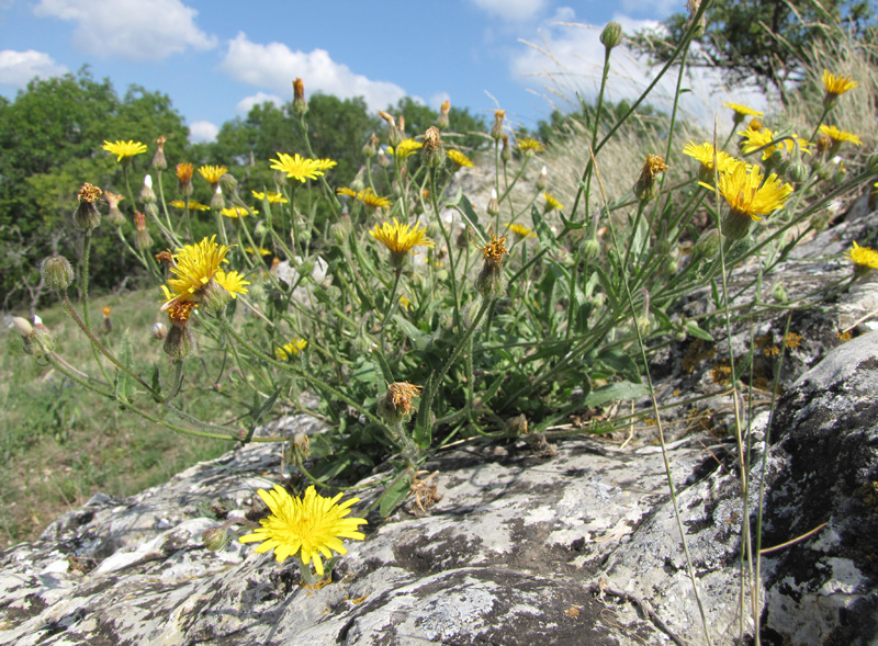 Изображение особи Crepis rhoeadifolia.