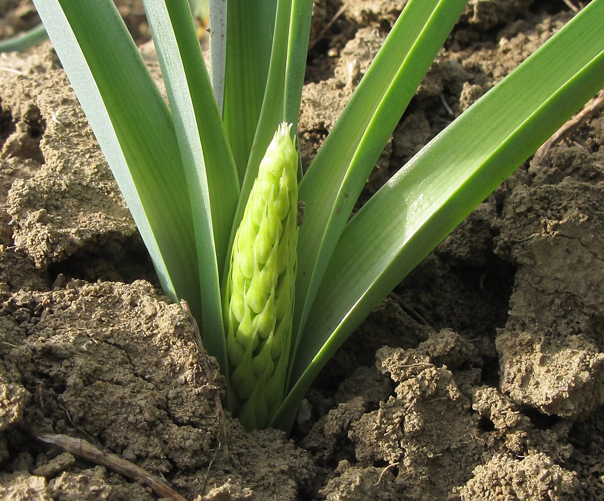 Image of Ornithogalum ponticum specimen.