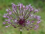 Allium rosenbachianum