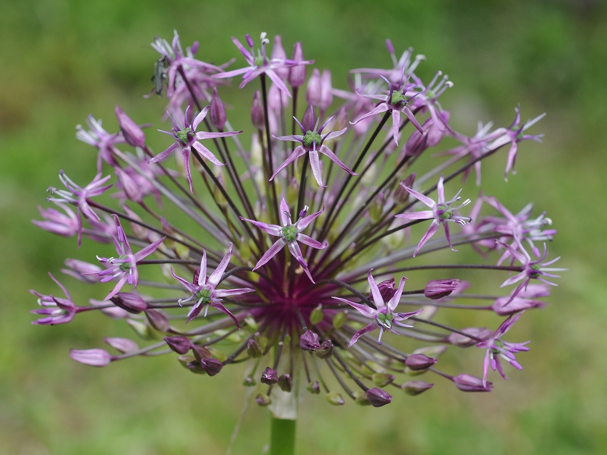 Изображение особи Allium rosenbachianum.