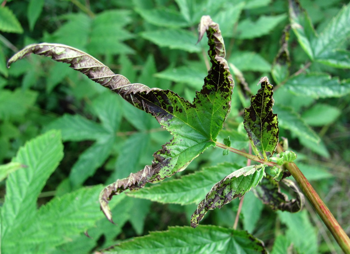 Image of Filipendula ulmaria specimen.