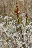 род Orobanche. Сухие побеги с плодами (растение паразитирует на Teucrium). Черногория, муниципалитет Будва, окр. крепости Космач (Kosmač), участок каменистой степи среди можжевелово-дубово-грабинникового редколесья на горном склоне. 13.10.2014.