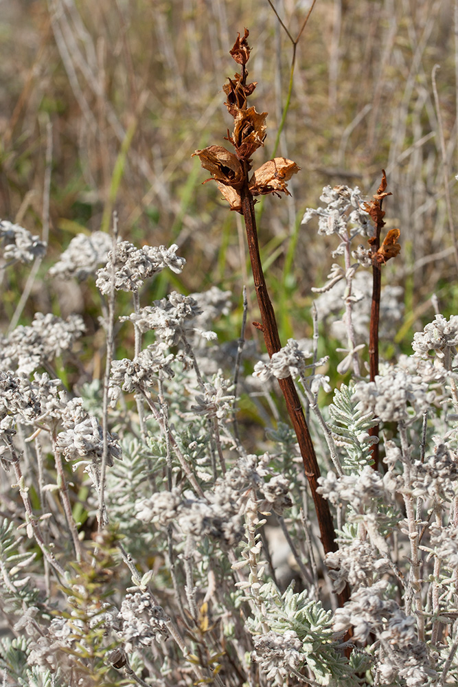 Image of genus Orobanche specimen.