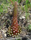 Orostachys spinosa