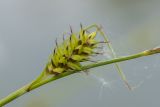 Carex hostiana