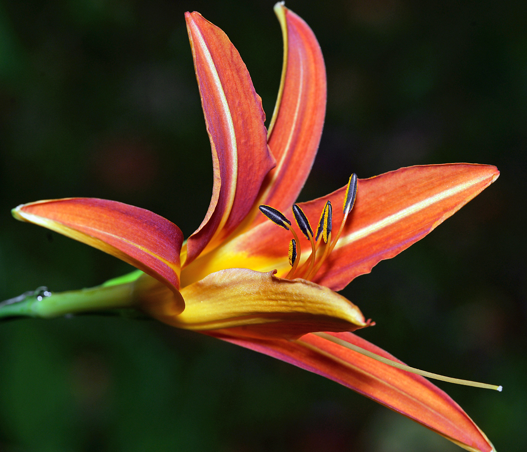 Изображение особи Hemerocallis &times; hybrida.