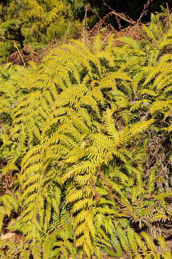 Image of Woodwardia unigemmata specimen.