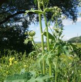 Heracleum dissectum