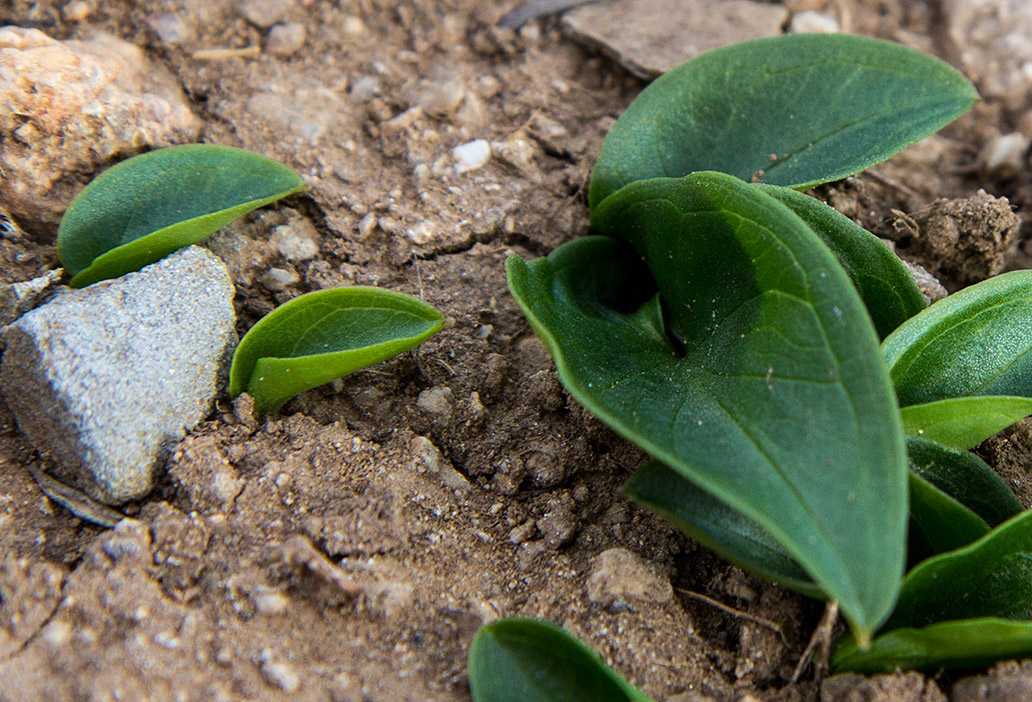 Изображение особи Arisarum vulgare.