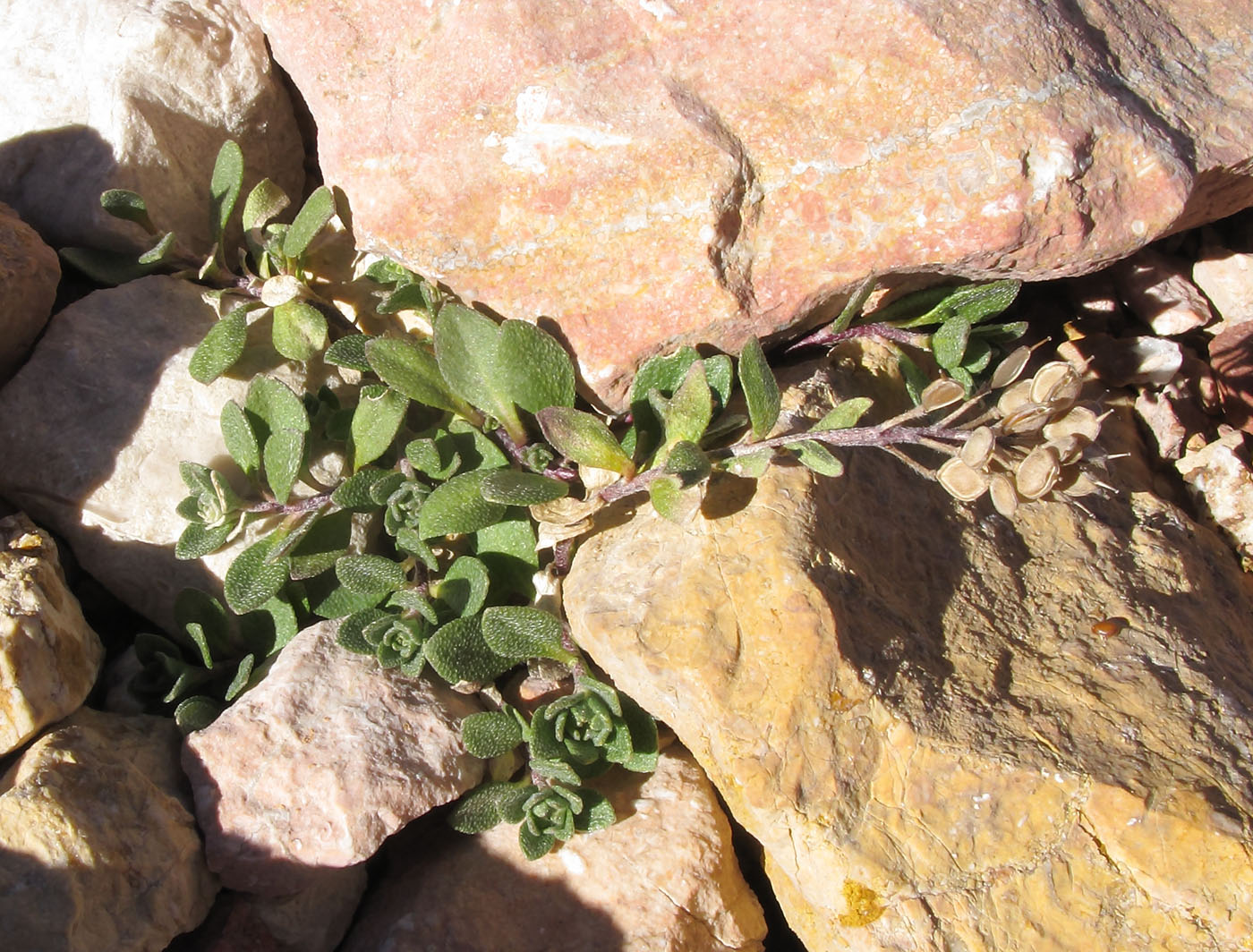 Image of Alyssum oschtenicum specimen.