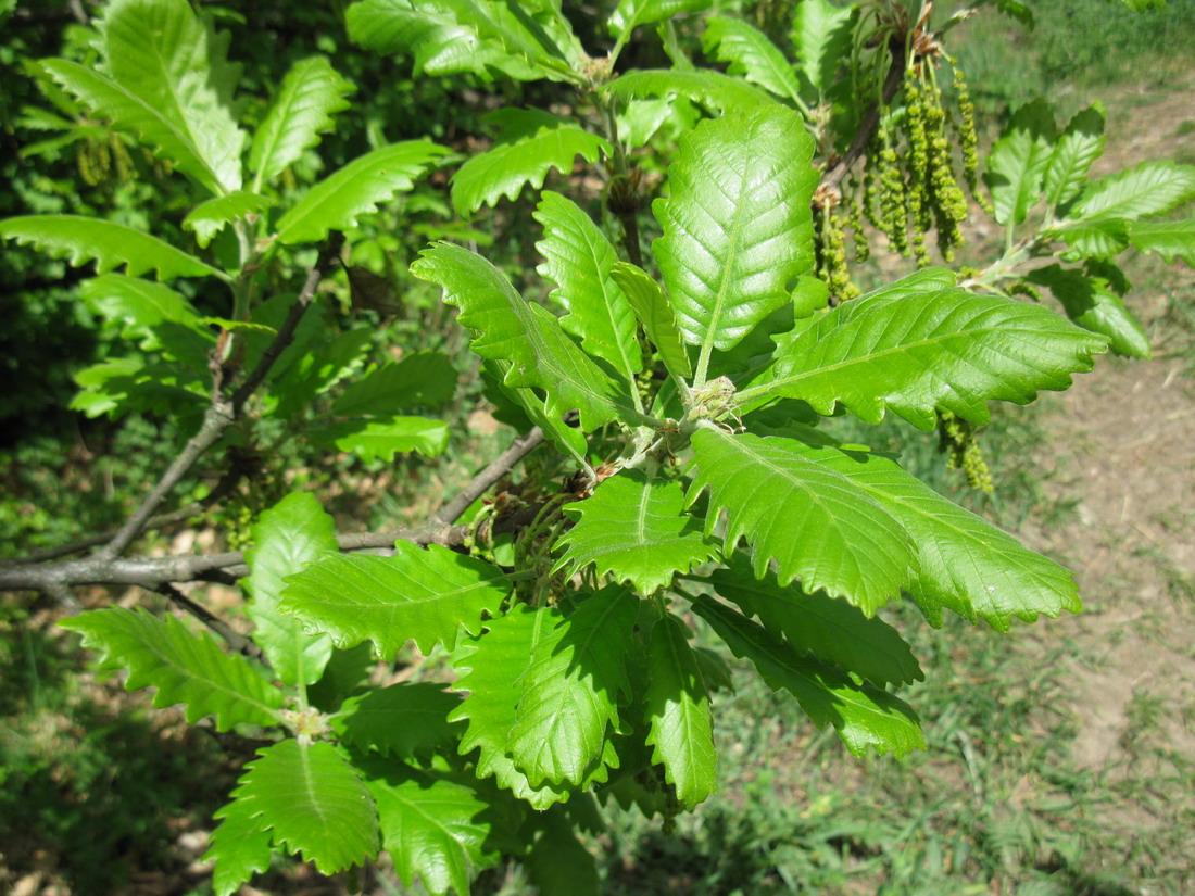 Image of Quercus macranthera specimen.