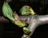 Aesculus hippocastanum