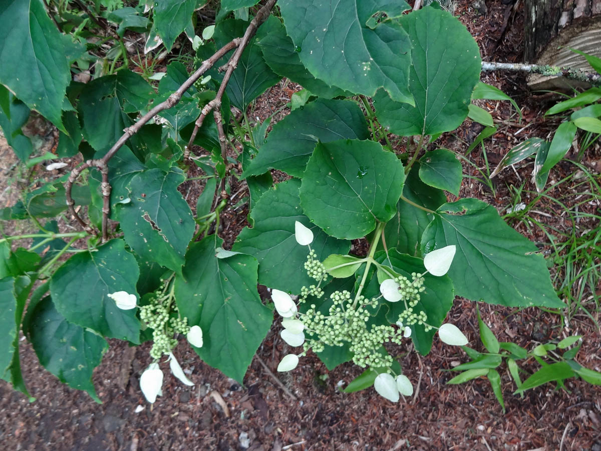 Изображение особи Schizophragma hydrangeoides.