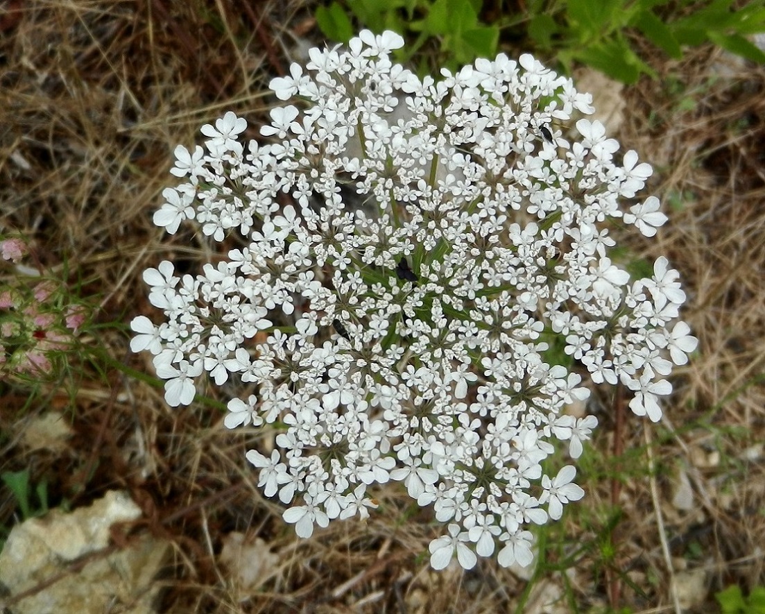 Изображение особи Daucus carota.