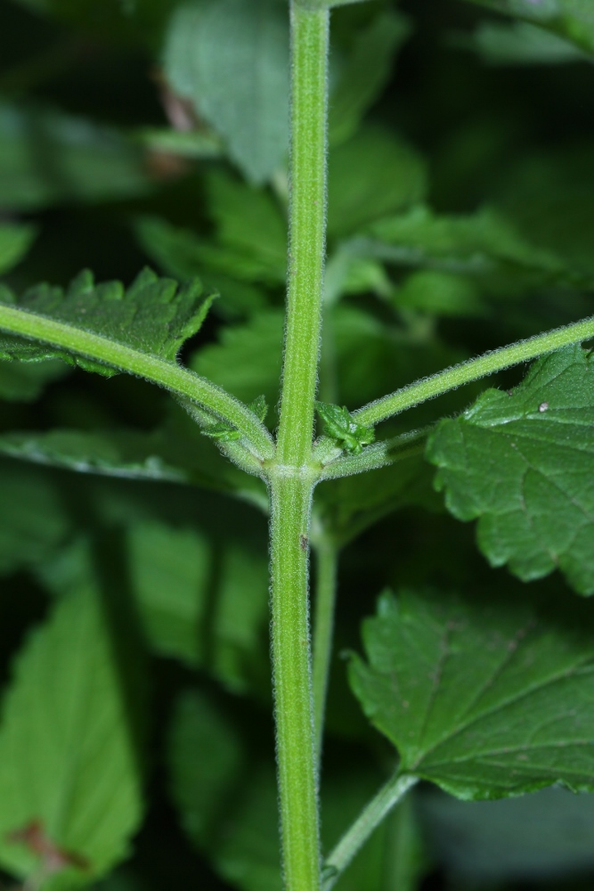 Изображение особи Teucrium ussuriense.