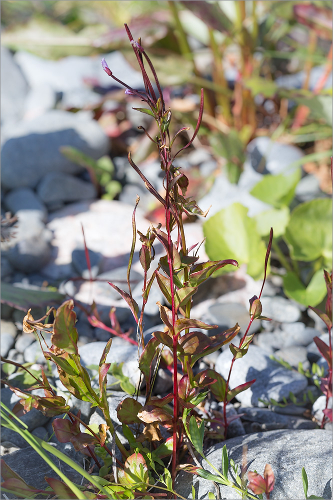 Изображение особи Epilobium hornemannii.