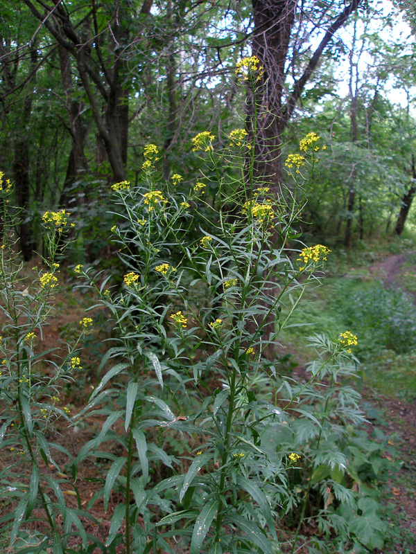 Image of Erysimum cheiranthoides specimen.