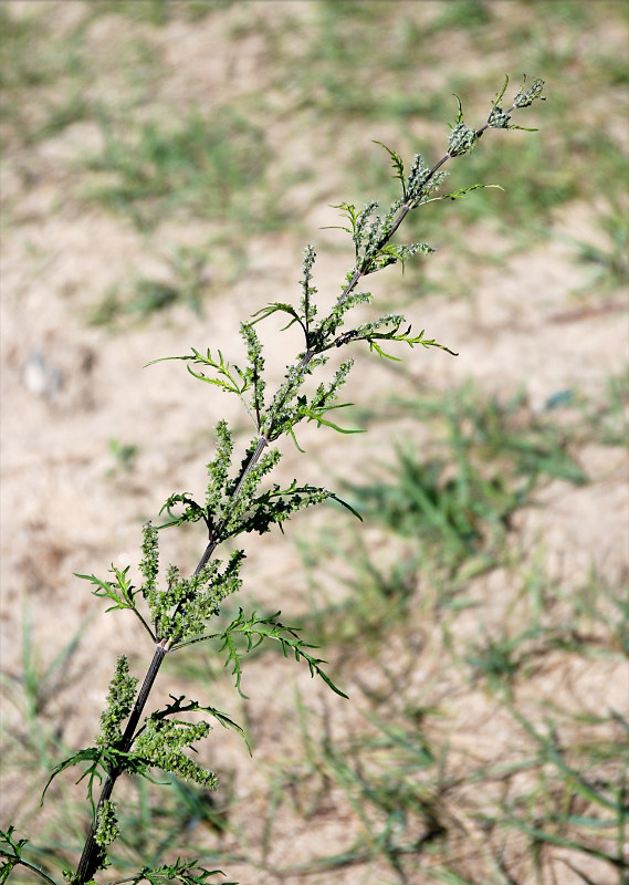 Image of Urtica cannabina specimen.