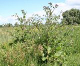 Arctium tomentosum