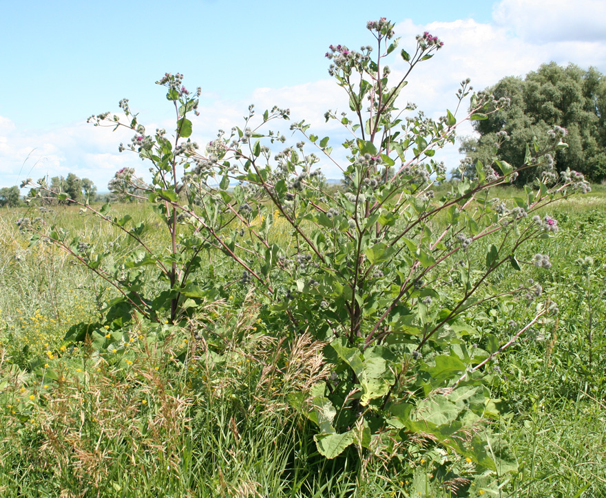 Изображение особи Arctium tomentosum.