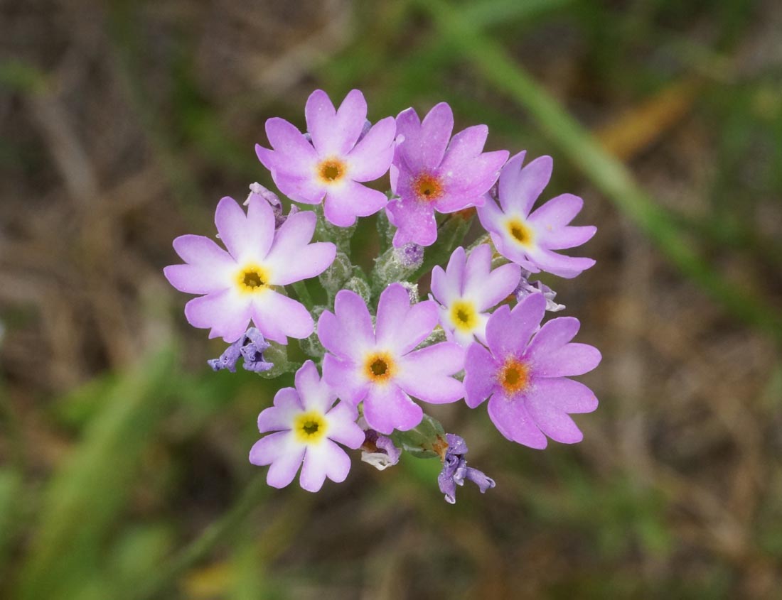 Изображение особи Primula algida.