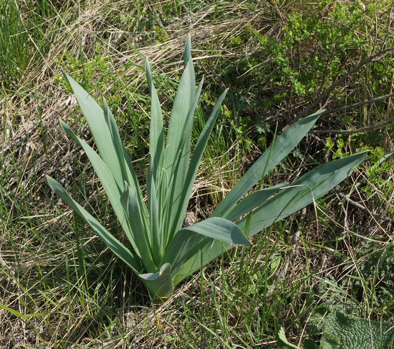 Изображение особи Eremurus altaicus.