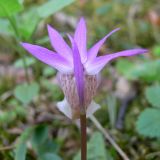 Calypso bulbosa. Цветок (вид со стороны цветоноса). Свердловская обл., окр. г. Североуральск, травяно-моховой сосняк с елью на известняках. 27.05.2007.