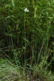 Habenaria radiata. Цветущее растение. Приморский край, залив Восток, травяное болото. 14.08.2015.