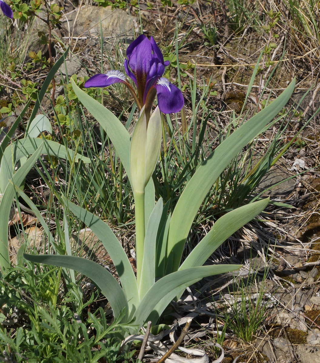 Image of Iris glaucescens specimen.