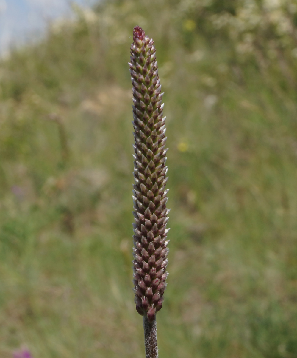 Изображение особи Plantago urvillei.