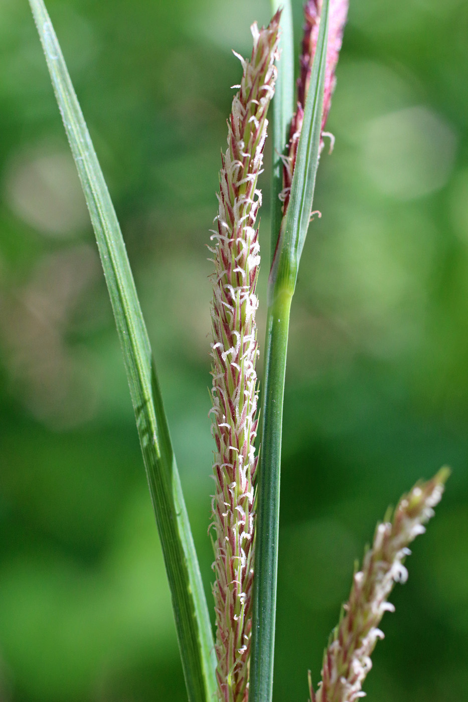 Изображение особи Carex acutiformis.