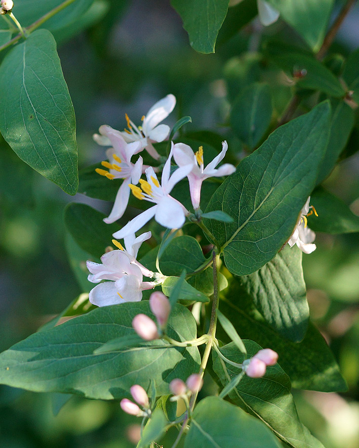 Изображение особи Lonicera tatarica.
