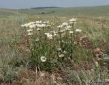 Leucanthemum vulgare
