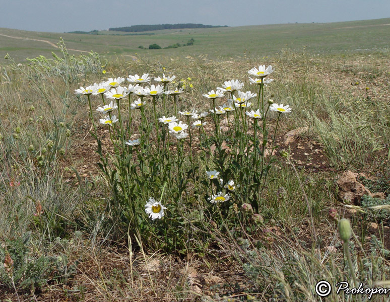 Изображение особи Leucanthemum vulgare.