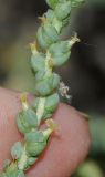 Salsola vermiculata