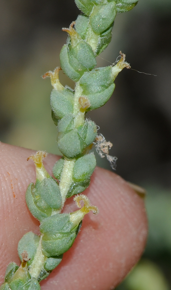 Изображение особи Salsola vermiculata.