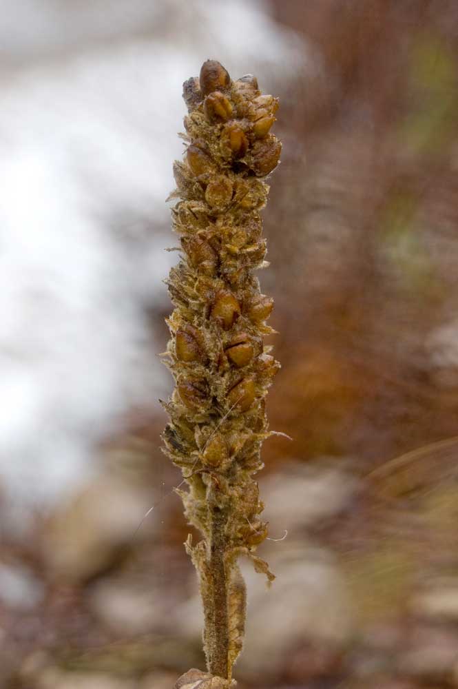 Image of Verbascum thapsus specimen.