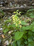 Salvia glutinosa