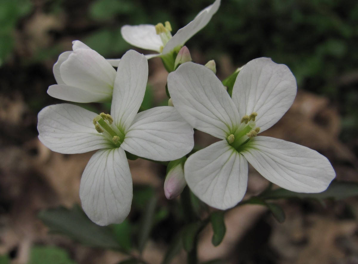 Изображение особи Cardamine tenera.