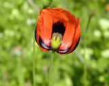 Papaver stevenianum