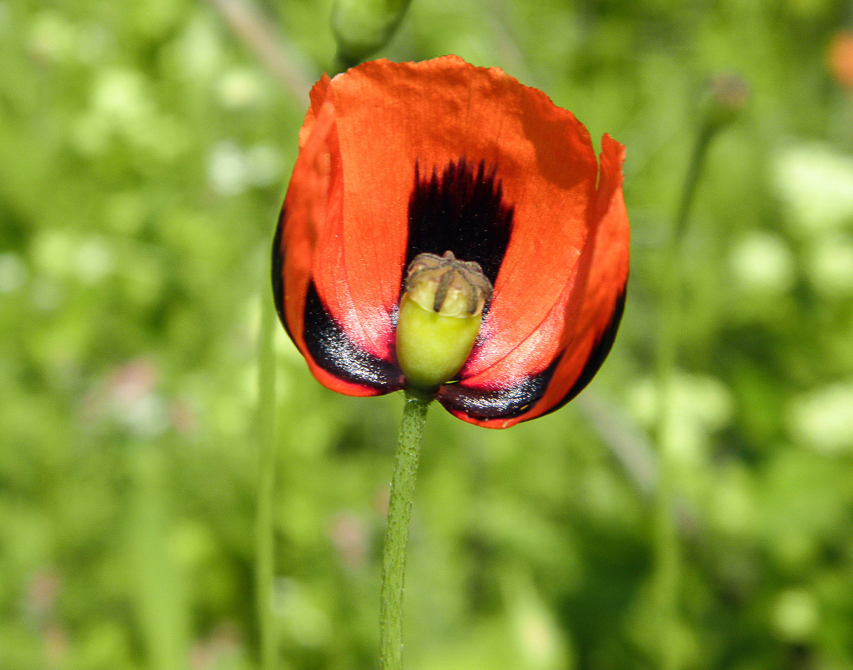 Image of Papaver stevenianum specimen.